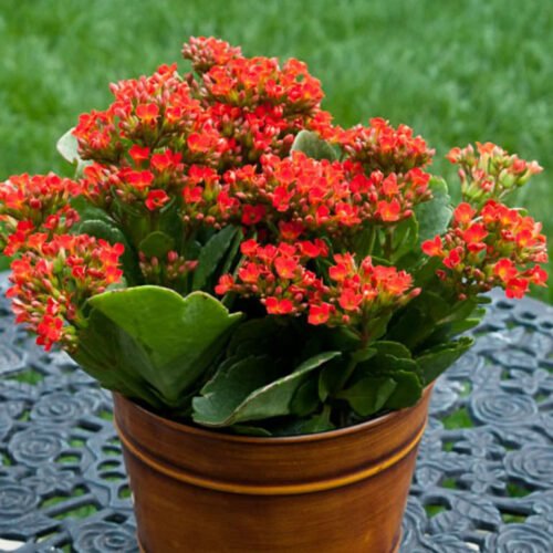 Widow's-thrill /Kalanchoe Flower Plant-(Pot Not Included)