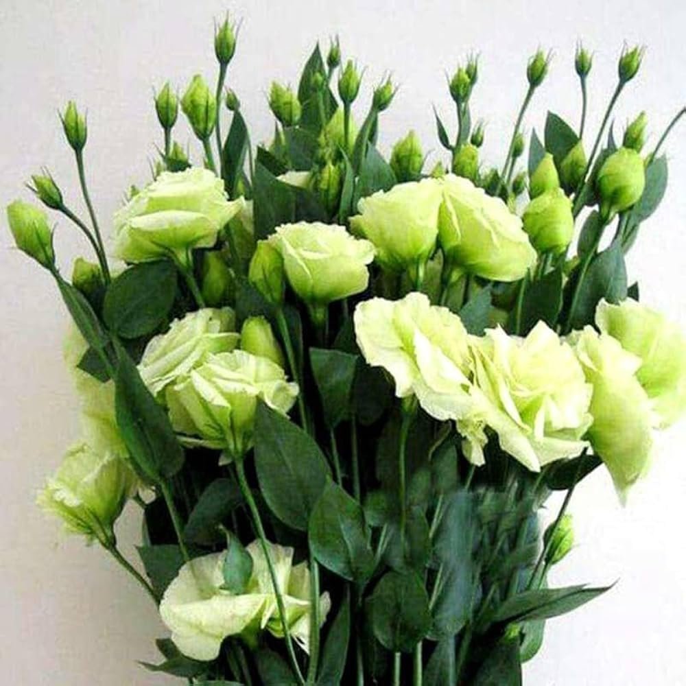 61eOJbiXfIL._SL1000_