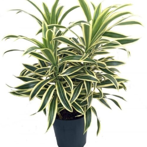 Song of India Plant (Dracaena Reflexa)