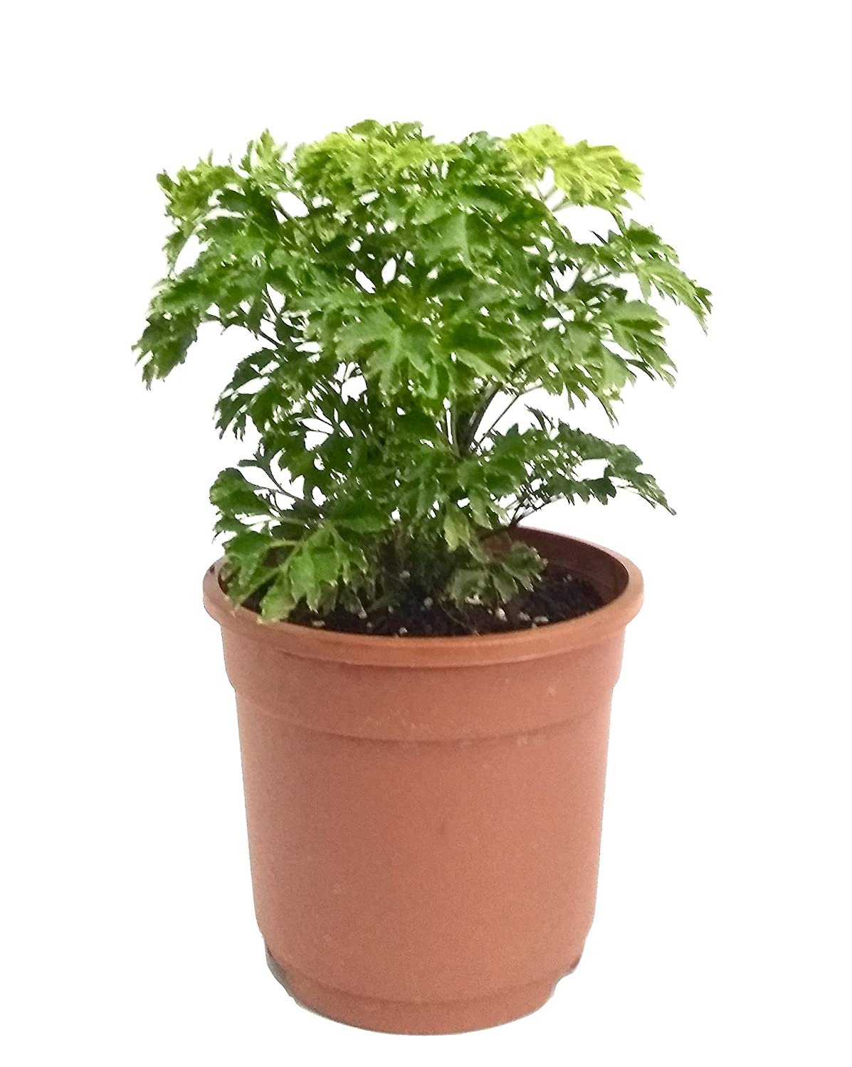 81gTH07HrIL._SL1500_