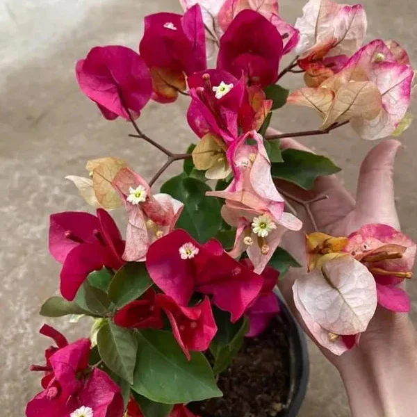 Chitra_Varieties_Bougainvillea__Plant__Chitra_Bougainvilla__4NGBVHSDA5_2024-01-10_1