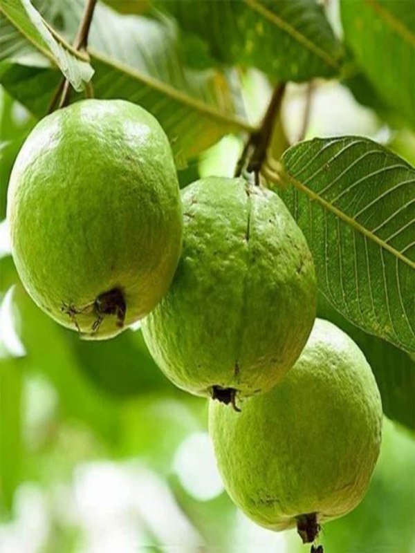 Indian_Guava_01