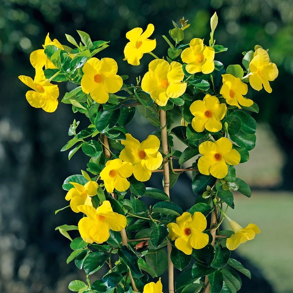 Mandevilla-yellow-2