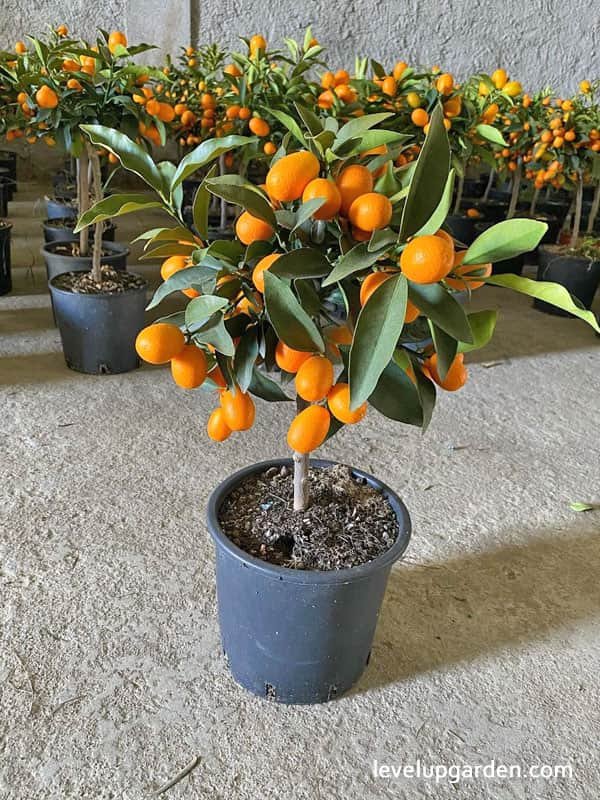 Nagami-Kumquat-Tree-7