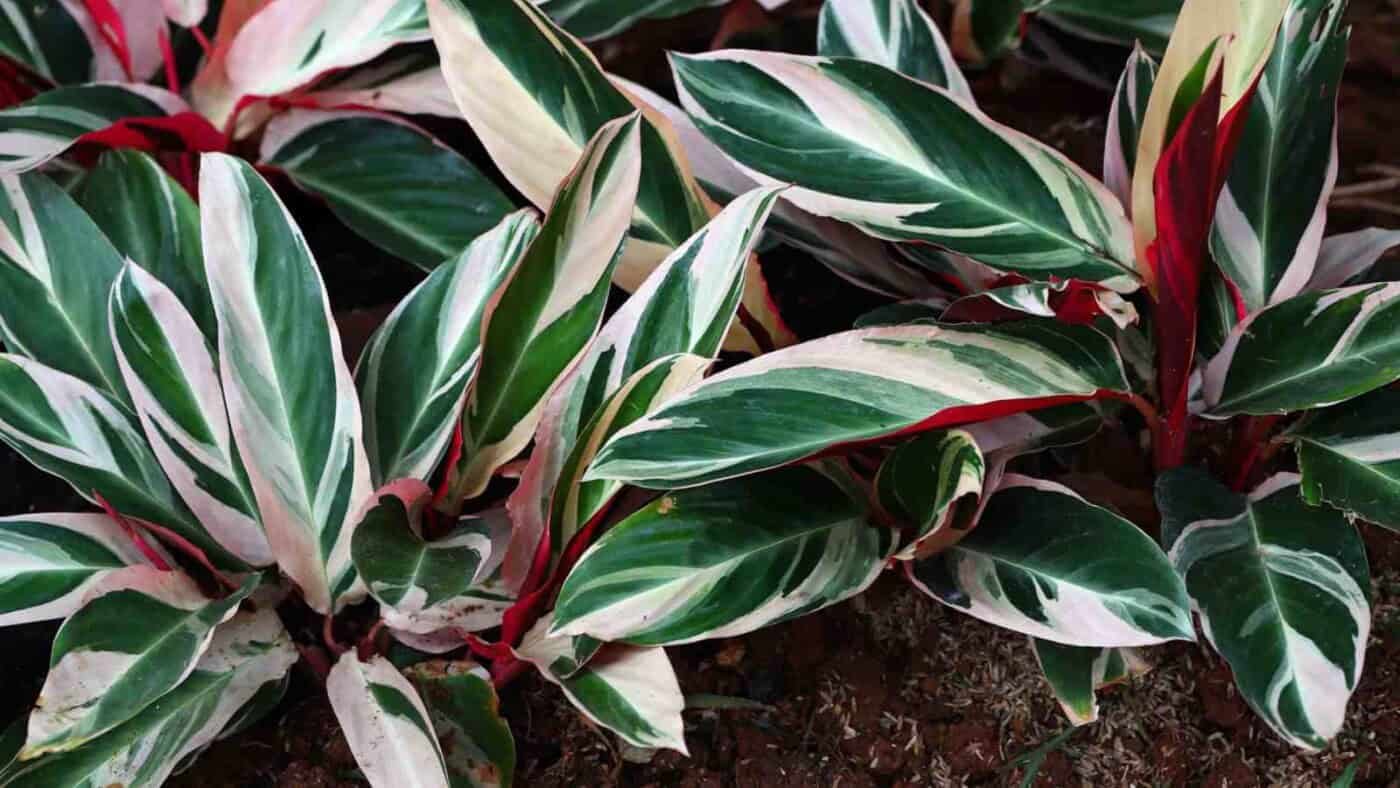 Stromanthe-Triostar-1400x788