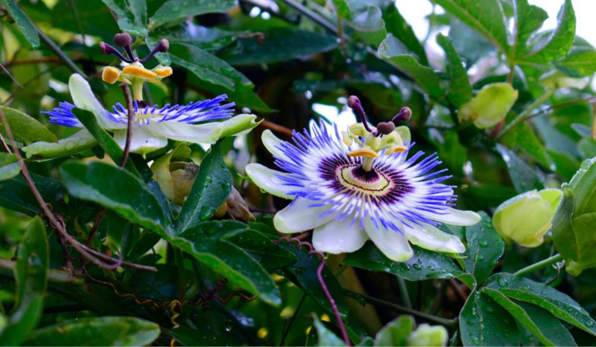 Tips-to-grow-and-take-care-of-Passiflora-Caerulea