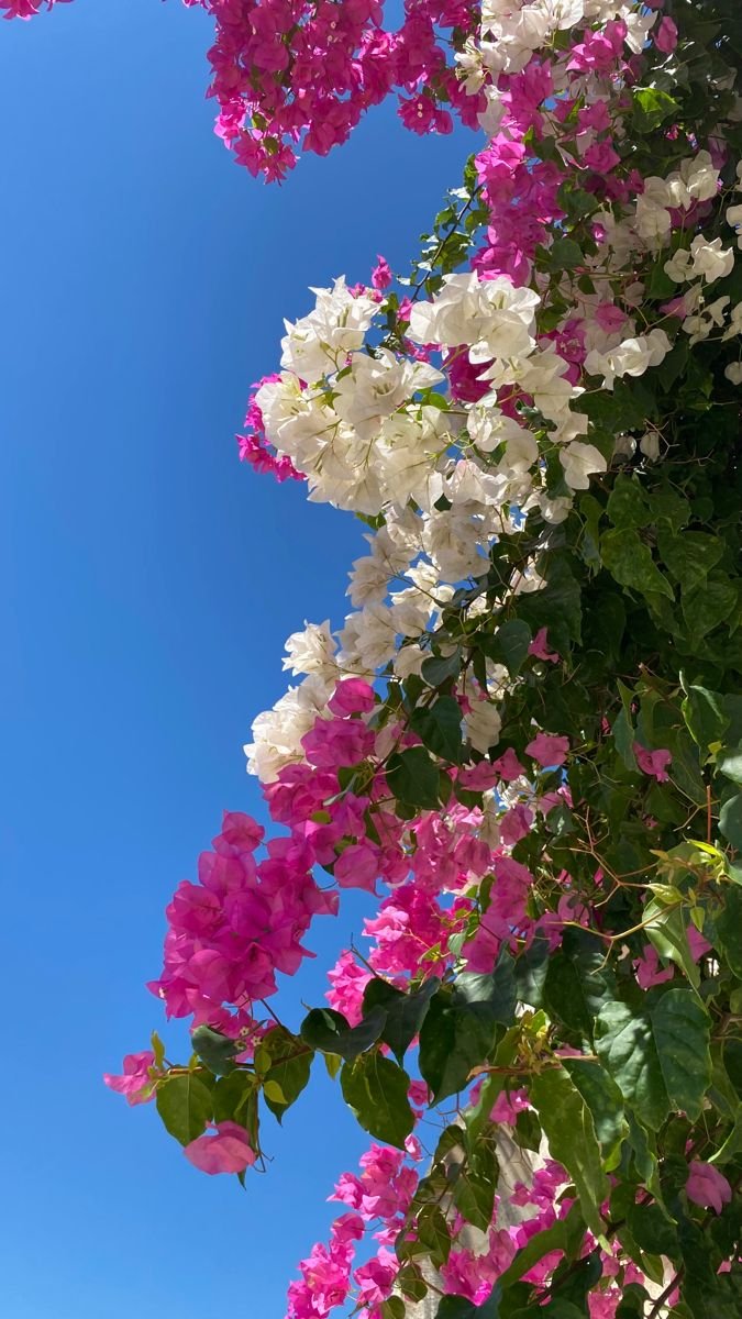 c34d8f9d3d714ec3c40aa5a63bf125e1