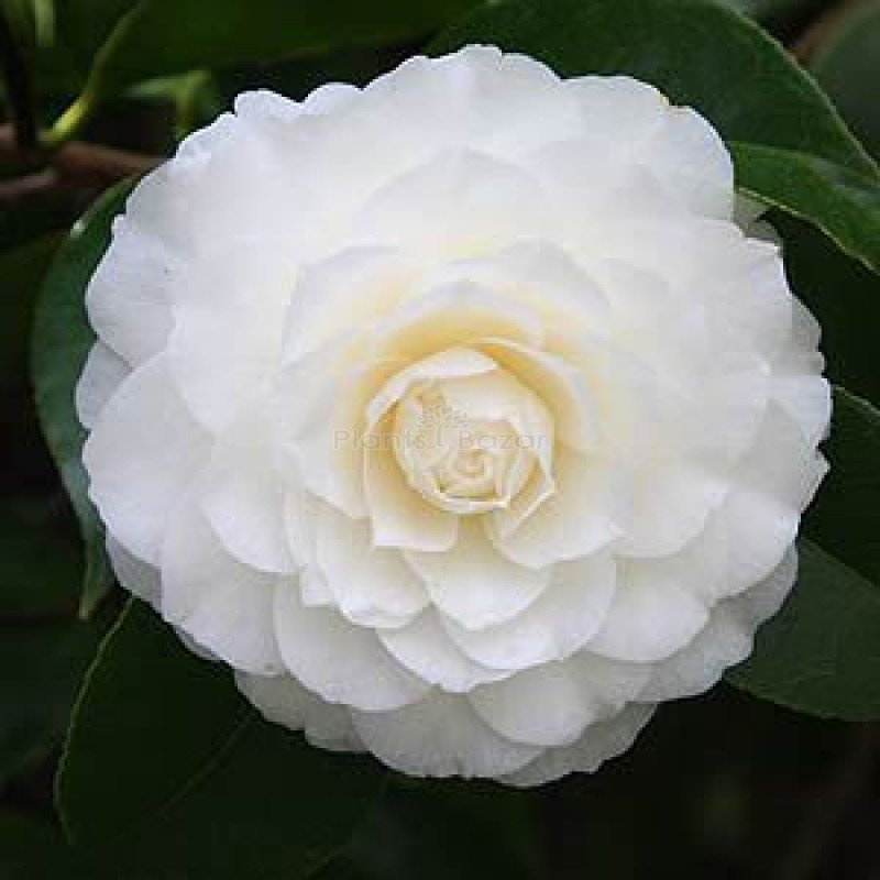 camellia-_white_-flower-plant-1