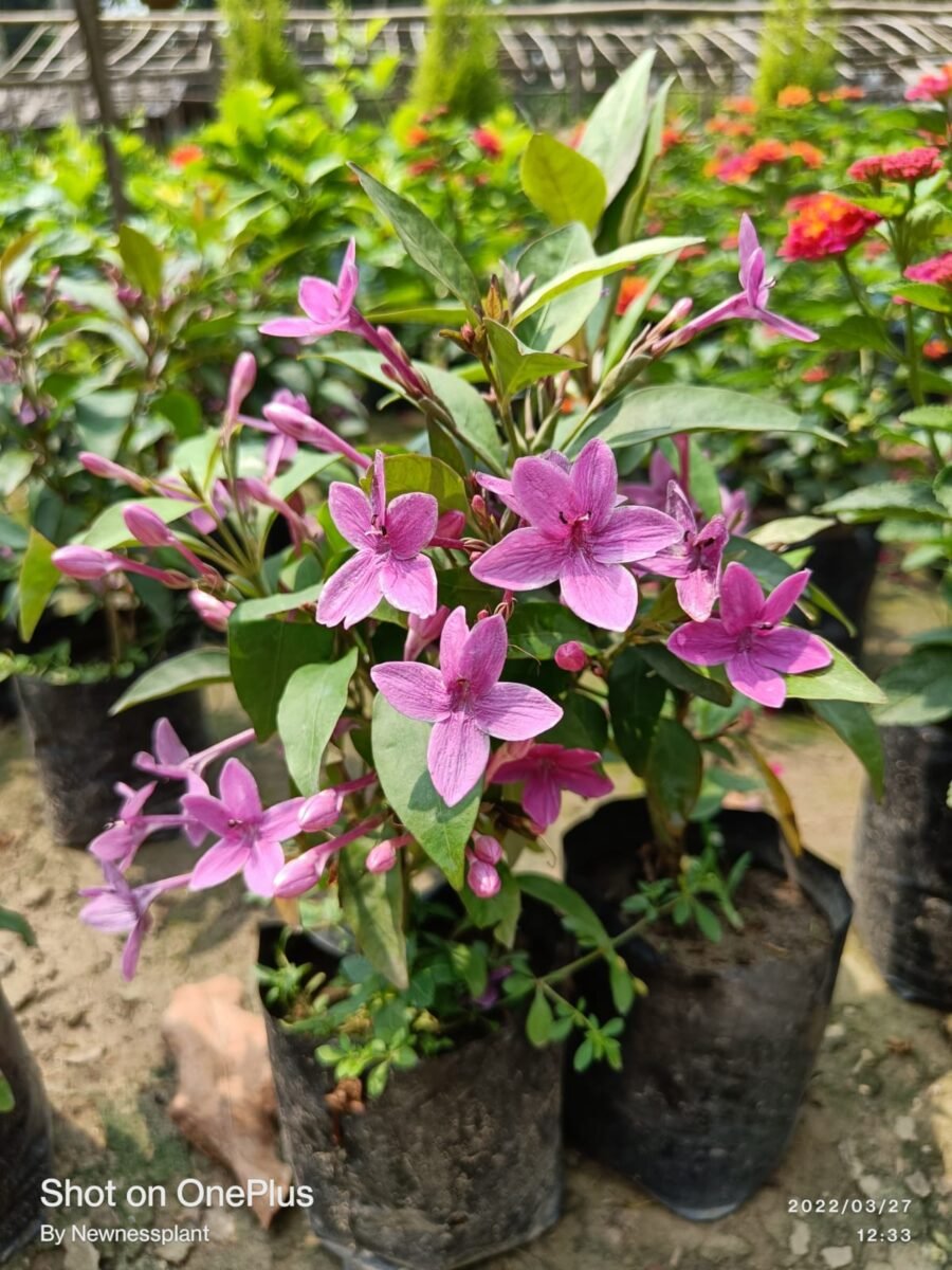 Tagar Regular Nil Tagar Flower Plant – Pita Putra Nursery