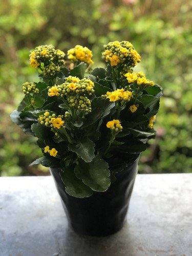 Widow's-thrill / Kalanchoe Flower Plant(Yellow)