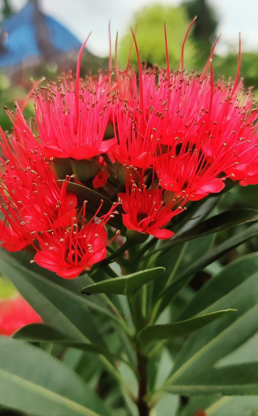 first-love-flower-plant