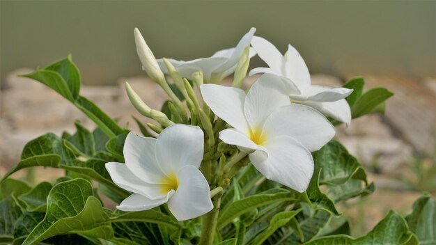 flowers-plumeria-pudica-with-natural-leaves-background_722237-967