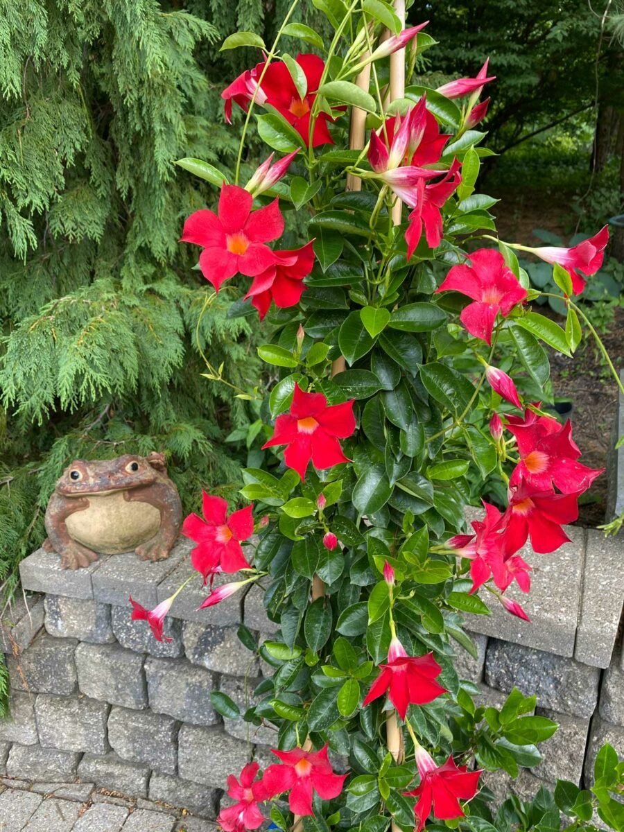 how-to-grow-mandevilla-in-a-pot-1-900x1200