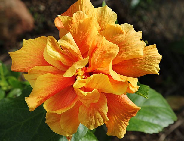 Double yellow hibiscus flower in the garden.