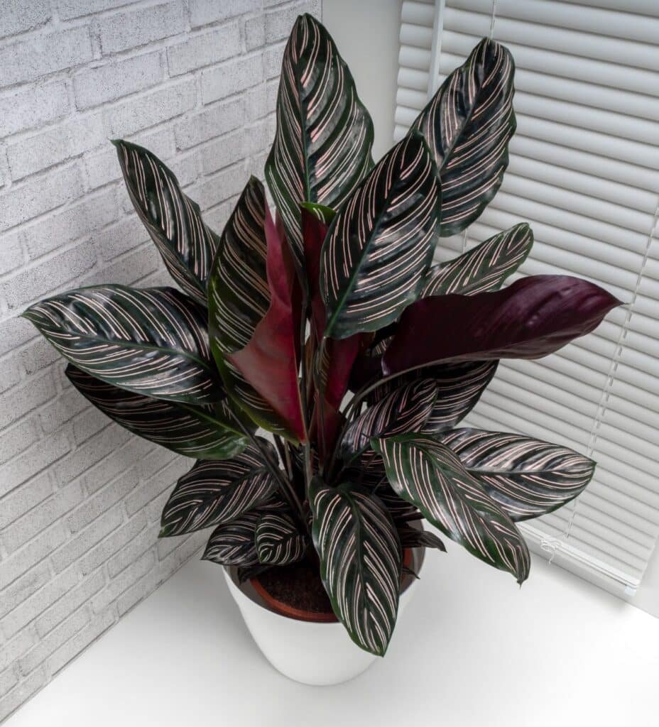 pinstripe-calathea-in-pot-2-928x1024