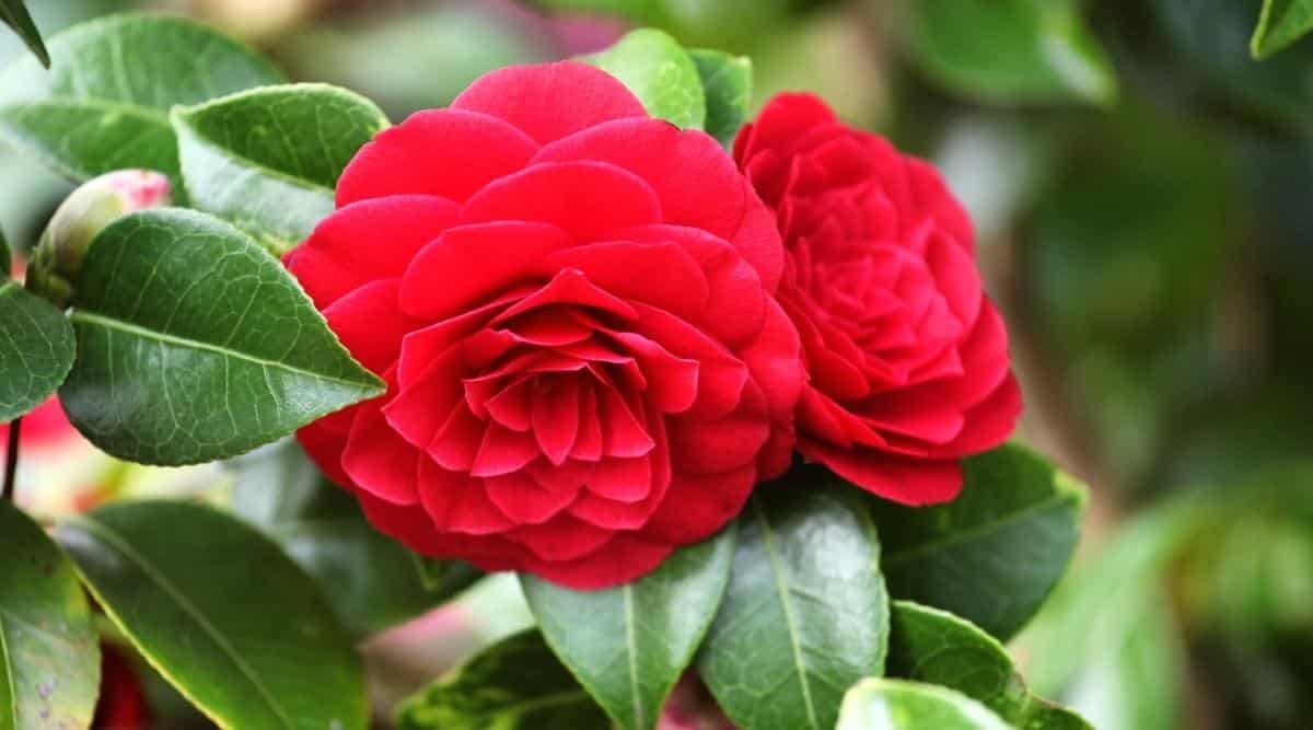 red-camellias