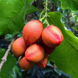 Sweet Korchi / Karonda Fruit Plant