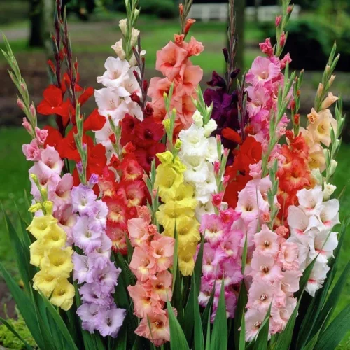 Gladiolus Flower Bulbs (Pack of 10)