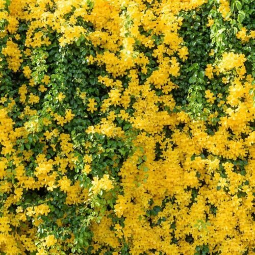cat claw creeper flower plant