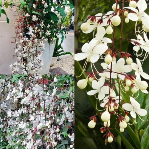 Chain of glory flower plant